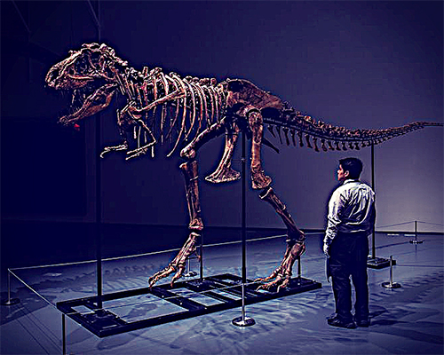Image of a gogosaurus skeleton